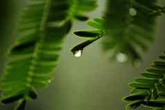 水滴叶子多雨的季节