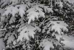 圣诞节树雪帽冬天森林