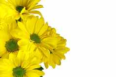 美丽的新鲜的黄色的菊花特写镜头拍摄黄色的雏菊花孤立的白色
