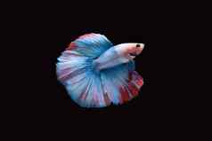 一边视图双尾巴斑白的头发搏鱼暹罗战斗鱼蓝色的白色红色的颜色孤立的黑色的背景