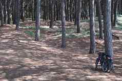 自行车松树松木森林海边海滩海玛丽娜牛肉干马雷玛托斯卡纳意大利欧洲