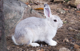 长耳兔子皮肤疾病癣疾病
