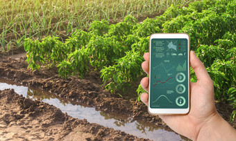 智能手机infographics背景贝尔胡椒似乎洋葱种植园日益增长的蔬菜农场收获出售农业综合企业农业农村