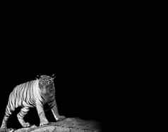 动物野生动物概念黑色的白色美丽的老虎孤立的黑色的背景