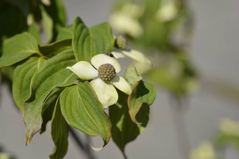 开花山茱萸teutonia