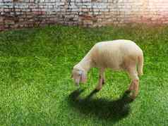 动物概念白色羊肉站绿色草前面砖墙背景