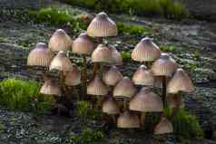 林地真菌蘑菇