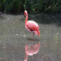 色彩斑斓的粉红色的火烈鸟鸟关闭视图阳光明媚的夏天