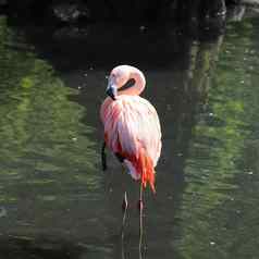 色彩斑斓的粉红色的火烈鸟鸟关闭视图阳光明媚的夏天