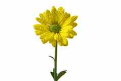 单新鲜的黄色的菊花特写镜头拍摄黄色的雏菊花孤立的白色