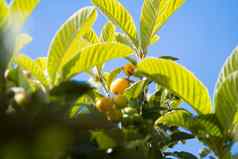 集团成熟的枇杷水果树叶子背景蓝色的天空
