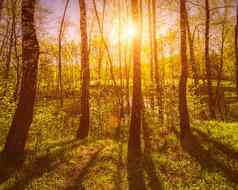 日出日落春天桦木森林射线太阳