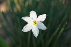 白色水仙花开放花瓣拍摄关闭绿色背景