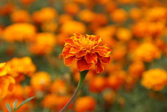 金盏花花圃盛开漂亮的