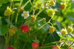 红色的Fragaria野生草莓日益增长的有机野生Fragaria成熟的浆果花园自然有机健康的食物概念