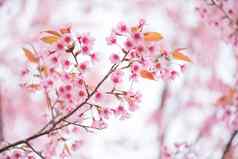 美丽的分支粉红色的花野生喜玛拉雅樱桃花