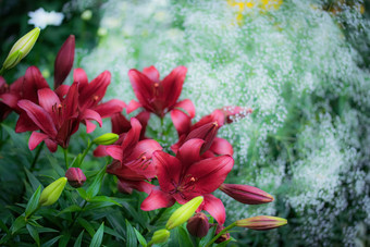 花圃花红色的百合花圃