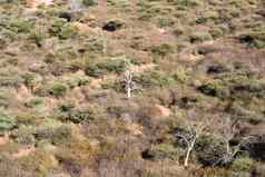 纳米比亚稀树大草原林地视图前沃特贝格高原