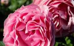 前视图红色的粉红色的玫瑰花玫瑰花园