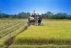 农民拖拉机收获大米作物字段