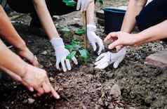 人类手种植树保护环境生态系统