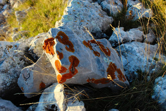 石头覆盖殖民地橙色地衣