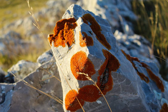 石头覆盖殖民地橙色地衣