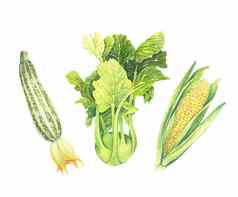 集新鲜的绿色蔬菜孤立的白色背景西葫芦卷心菜大头菜玉米棒子叶手绘水彩插图现实的艺术植物绘画
