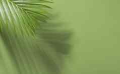 绿色热带棕榈叶子绿色背景阳光最小的夏天有创意的平躺