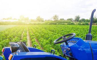 蓝色的拖拉机红辣椒胡椒种植园场农业农业行业培养护理植物农业设备技术运输农民支持补贴