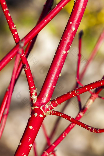 山 茱萸阿尔芭’sibirica’