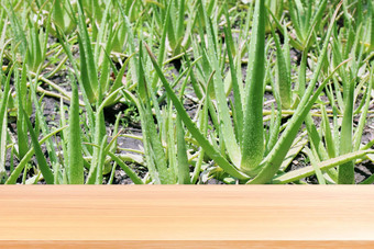 木板材芦荟真正花园绿色新鲜的自然背景空木表格地板芦荟真正种植园绿色新鲜的自然背景木表格董事会空前面农场芦荟真正叶新鲜的