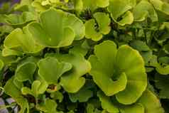绿色银杏叶子年轻的植物