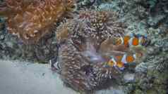 水下视图色彩斑斓的异国情调的鱼水族馆