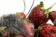 草莓腐烂腐烂的水果水果发霉的腐烂的水果水果草莓腐烂模具关闭