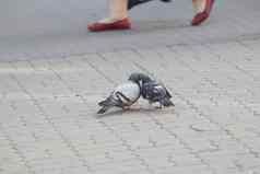 灰色鸽子接吻沥青广场