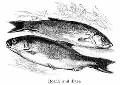 刻古董鱼插图图像罗奇达斯