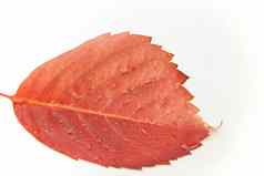 秋天橙色的角度关闭视图红色的维吉尼亚州爬虫parthenocissusquinquefolia叶滴露珠白色背景