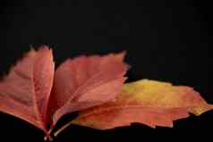 秋天橙色角视图关闭红色的维吉尼亚州爬虫parthenocissusquinquefolia叶子阴影红色的橙色白色背景