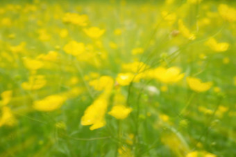 散焦黄色的花草模糊集中黄色的开花草