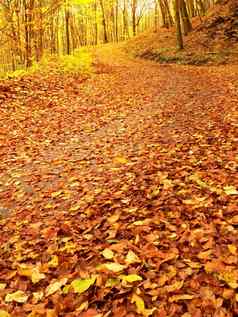 奥图姆自然色彩斑斓的秋天的景观