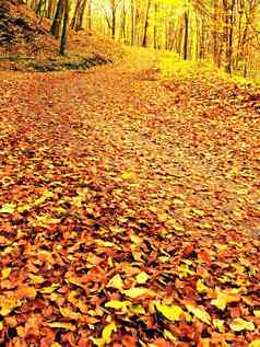 秋天季节太阳树路径金森林