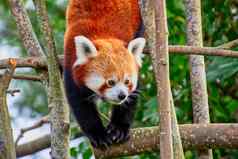 红色的熊猫攀爬树