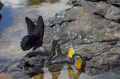 照片集合色彩鲜艳的蝴蝶浇水的地方