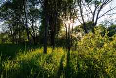 场景美丽的日落夏天森林树草