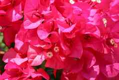 美丽的热带异国情调的粉红色的红色的叶子花属花