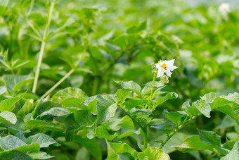 土豆布什盛开的白色花土豆植物日益增长的有机土豆花园