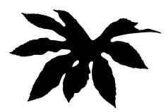 fatsia粳稻黑色的轮廓叶一般castor