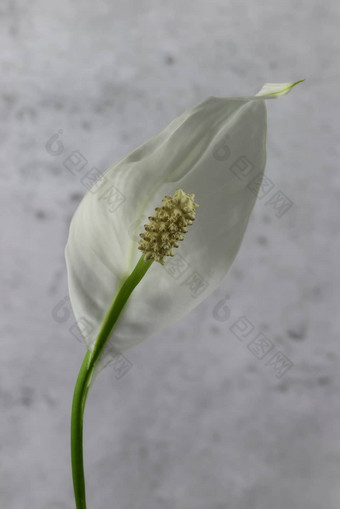 孤独的白色盛开的马蹄莲花