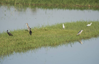 集团湿地水鸟站在已经河沼泽地